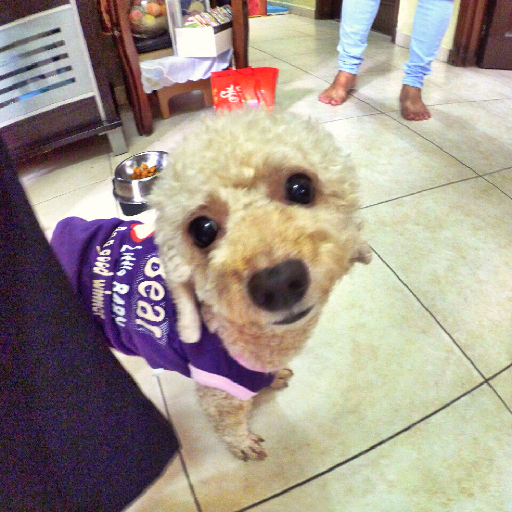 %e6%96%b0%e5%b9%b4%e5%bf%ab%e4%b9%90-family-chinese-new-year-family-reunion-gathering-%e5%ae%b6%e5%ba%ad%e5%86%9c%e5%8e%86%e5%b9%b4%e5%88%9d%e4%ba%8c%e5%9b%a2%e5%9c%86%e9%a5%ad-mosesdave-kang-lay-chen