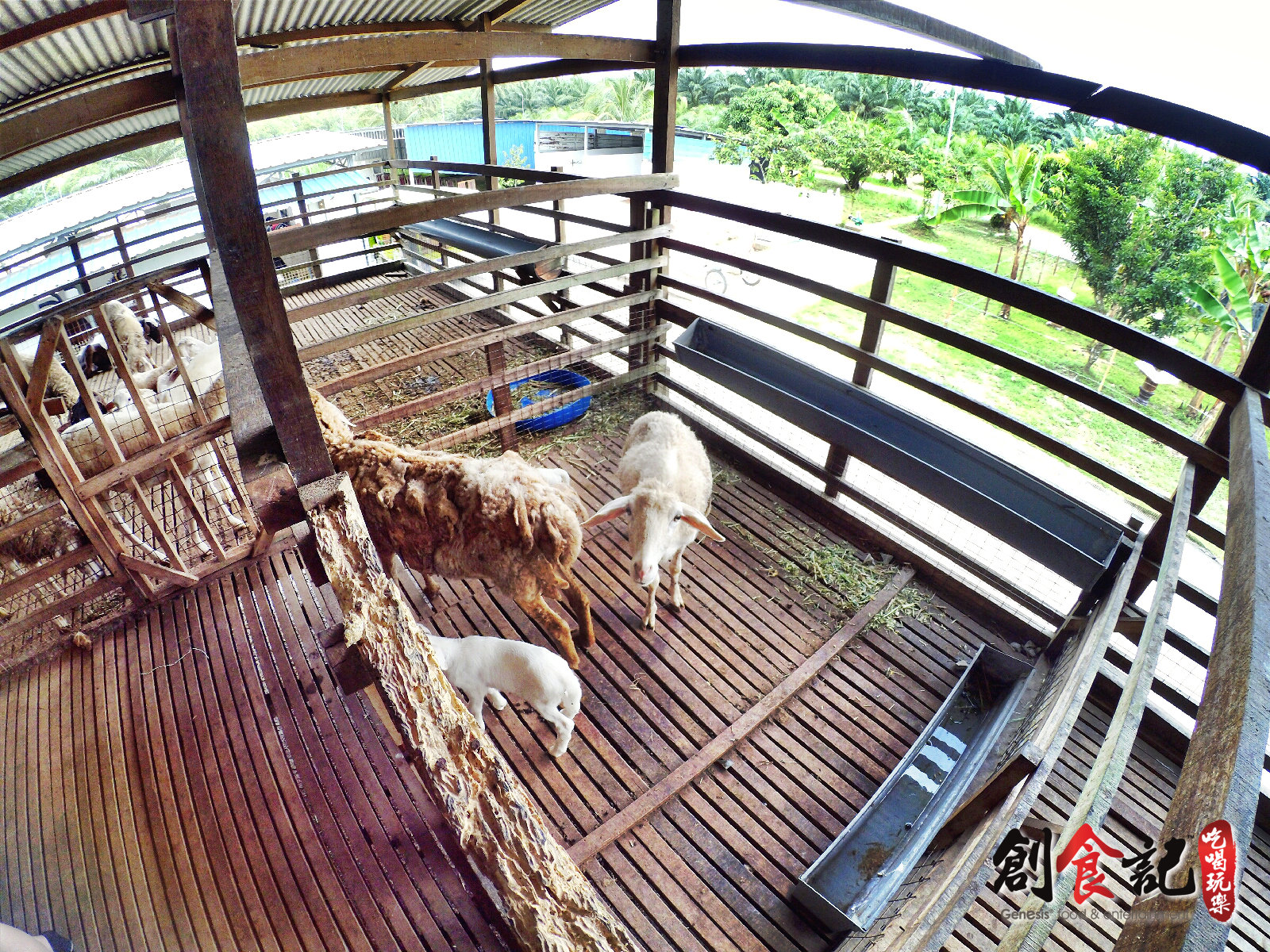 Sinar Eco Resort Pekan Nanas Johor Malaysia Family Gathering Camp Travel Adventure Tourist Attraction Farm Retreat Trip Raymond Ong Effye Ang Alfred Law Pinky Ning Estella Onn A43