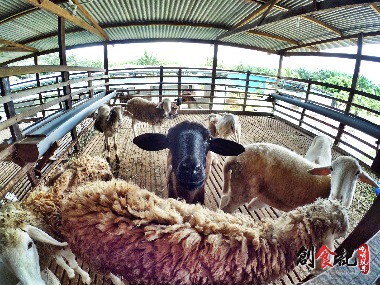 Sinar Eco Resort Pekan Nanas Johor Malaysia Family Gathering Camp Travel Adventure Tourist Attraction Farm Retreat Trip Raymond Ong Effye Ang Alfred Law Pinky Ning Estella Onn A44