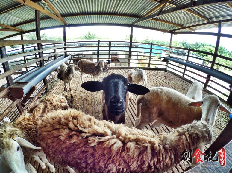 Sinar Eco Resort Pekan Nanas Johor Malaysia Family Gathering Camp Travel Adventure Tourist Attraction Farm Retreat Trip Raymond Ong Effye Ang Alfred Law Pinky Ning Estella Onn A44