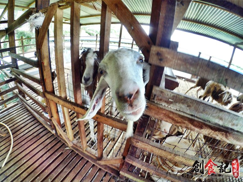 Sinar Eco Resort Pekan Nanas Johor Malaysia Family Gathering Camp Travel Adventure Tourist Attraction Farm Retreat Trip Raymond Ong Effye Ang Alfred Law Pinky Ning Estella Onn A47