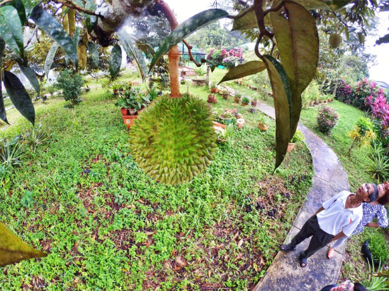 Kota Tinggi Tai Hong Johor Malaysia 52 Farm Wu Er Fan Steven Ling Jenny Lew Pinky Ning Effye Ang Raymond Ong Breakfast Oragnic Food Flower and Beautiful Garden Effye Media Online Adverti