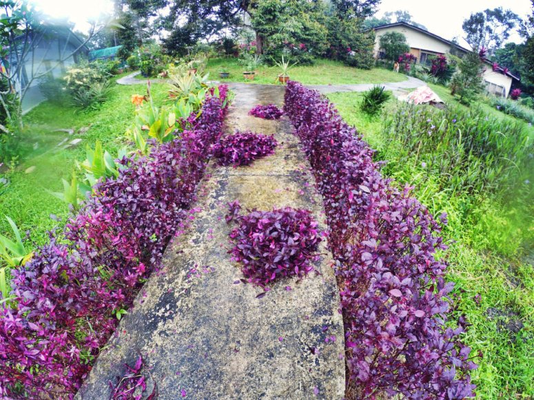 Kota Tinggi Tai Hong Johor Malaysia 52 Farm Wu Er Fan Steven Ling Jenny Lew Pinky Ning Effye Ang Raymond Ong Breakfast Oragnic Food Flower and Beautiful Garden Effye Media Online Adverti