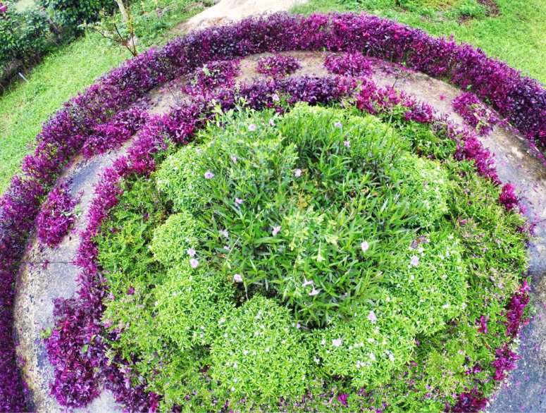 Kota Tinggi Tai Hong Johor Malaysia 52 Farm Wu Er Fan Steven Ling Jenny Lew Pinky Ning Effye Ang Raymond Ong Breakfast Oragnic Food Flower and Beautiful Garden Effye Media Online Adverti