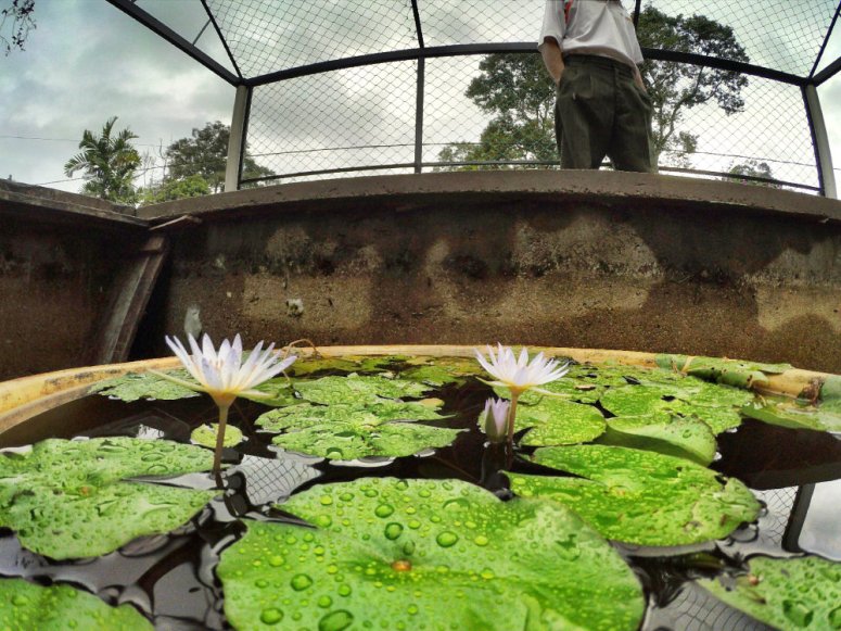 Kota Tinggi Tai Hong Johor Malaysia 52 Farm Wu Er Fan Steven Ling Jenny Lew Pinky Ning Effye Ang Raymond Ong Breakfast Oragnic Food Flower and Beautiful Garden Effye Media Online Adverti