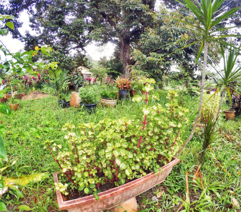 Kota Tinggi Tai Hong Johor Malaysia 52 Farm Wu Er Fan Steven Ling Jenny Lew Pinky Ning Effye Ang Raymond Ong Breakfast Oragnic Food Flower and Beautiful Garden Effye Media Online Adverti