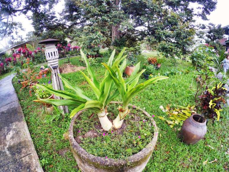 Kota Tinggi Tai Hong Johor Malaysia 52 Farm Wu Er Fan Steven Ling Jenny Lew Pinky Ning Effye Ang Raymond Ong Breakfast Oragnic Food Flower and Beautiful Garden Effye Media Online Adverti