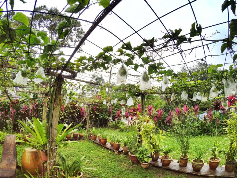 Kota Tinggi Tai Hong Johor Malaysia 52 Farm Wu Er Fan Steven Ling Jenny Lew Pinky Ning Effye Ang Raymond Ong Breakfast Oragnic Food Flower and Beautiful Garden Effye Media Online Adverti