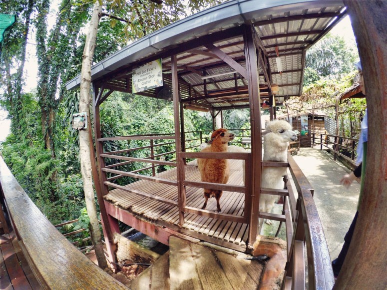 KL Tower Kuala Lumpur Malaysia Selangor Mini Zoo Raymond Ong Effye Anf Ho Koon Kiang Bella Phei Effye Media A04