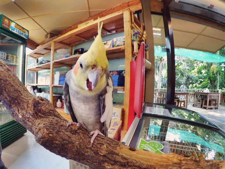 KL Tower Kuala Lumpur Malaysia Selangor Mini Zoo Raymond Ong Effye Anf Ho Koon Kiang Bella Phei Effye Media A11